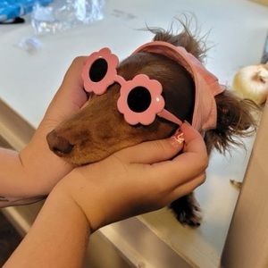 Meet your Posher, Grace